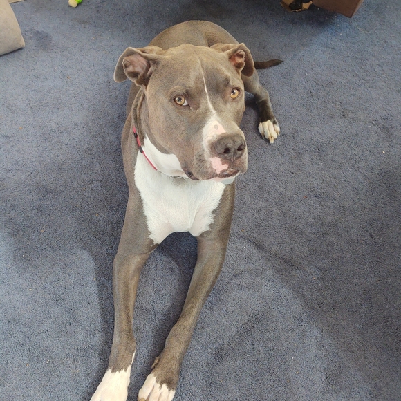 Meet your Posher, Amanda - Picture 3 of 3